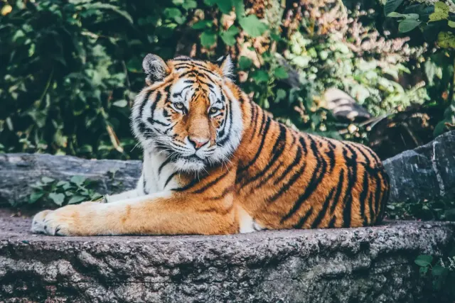 5 Kebun Binatang di Yogyakarta, Cocok untuk Mengenalkan Hewan ke Buah Hati