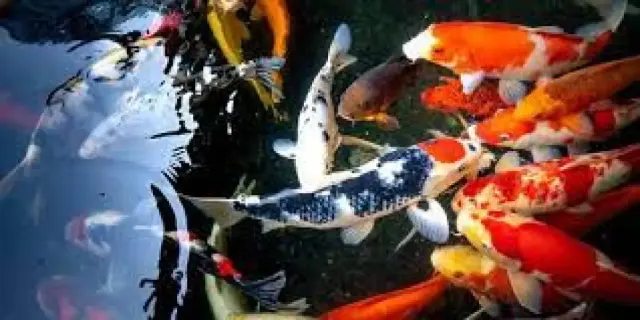 Cara Budidaya Ikan Koi, Bisa Dilakukan Oleh Pemula Sekalipun!