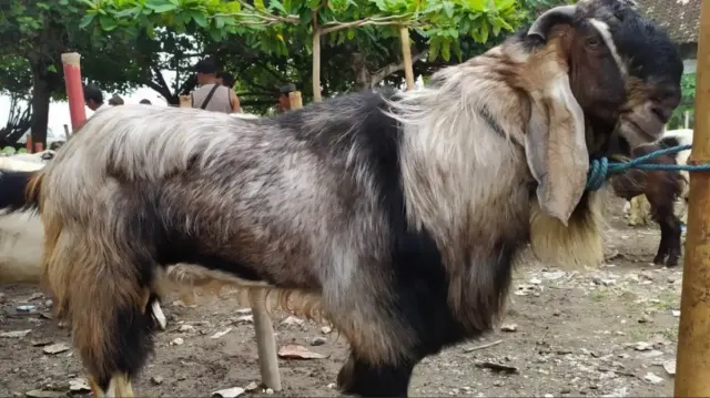 Tertarik untuk Ternak Kambing Jawa? Simak 5 Tips dan Trik Ini Agar Sukses