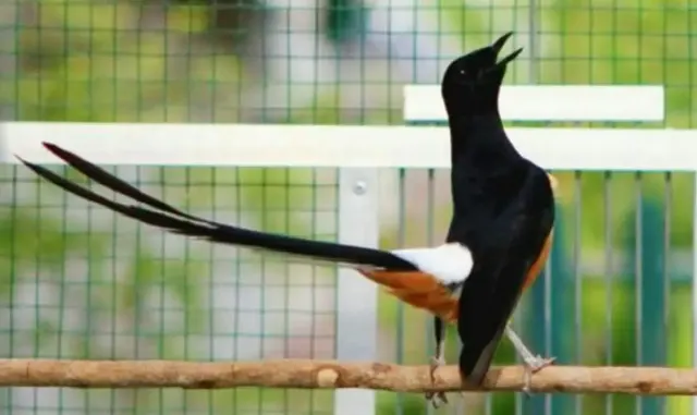 5 Tips Sederhana Merawat Burung Murai Batu Agar Gacor