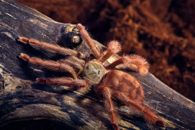 Tips Memilih Tarantula untuk Pemula
