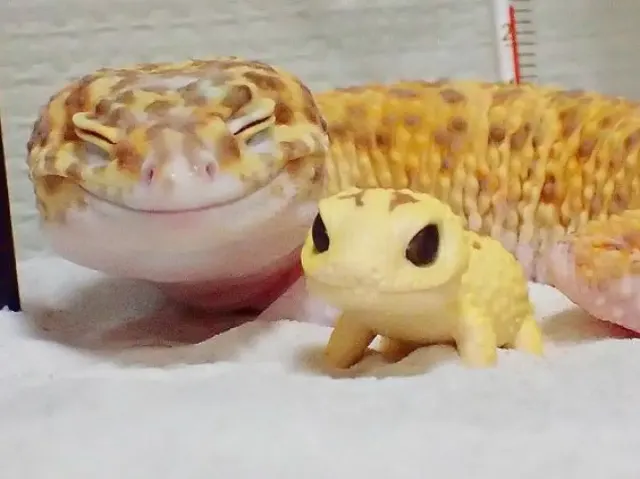 Beda Penanganan! Tips Merawat Anakan Gecko yang Baru Menetas