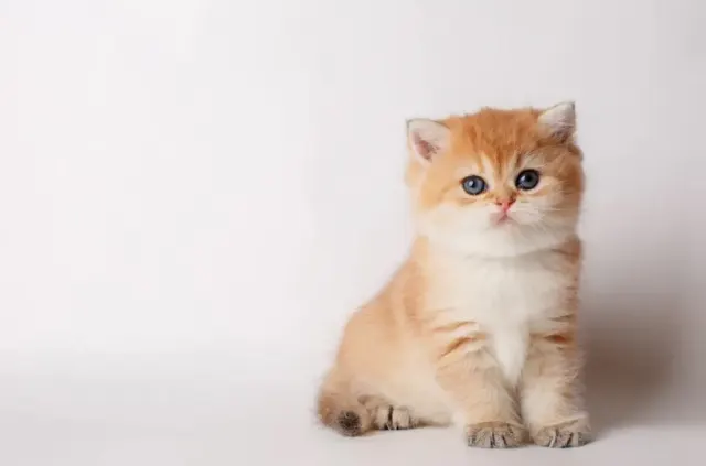 4 Tips Memberi Makan Anak Kucing, Yuk Disimak