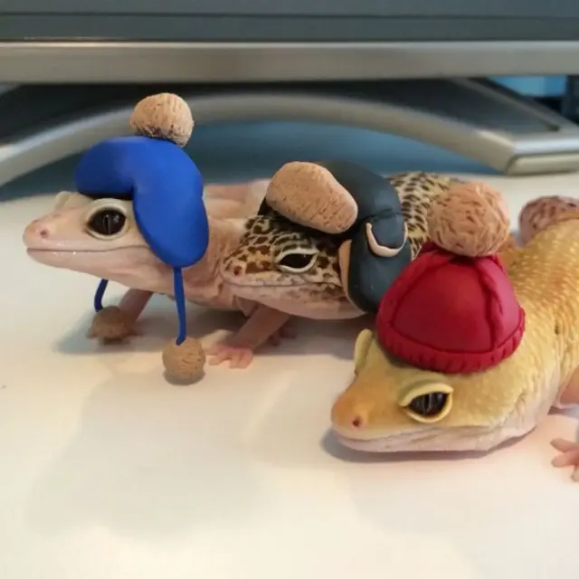 Tidak Sama! Ini Dia Perbedaan Gecko dan Tokek