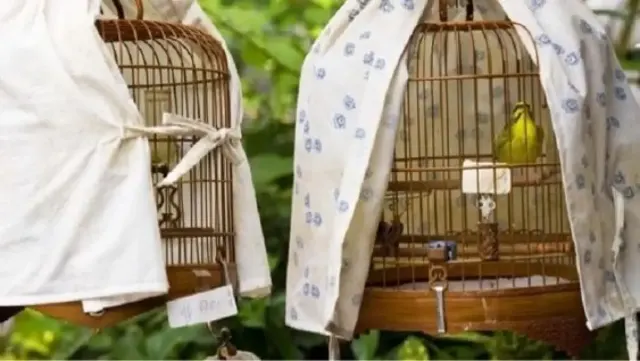 7 Tips Merawat Burung Kenari Agar Sehat dan Memiliki Kicau Merdu