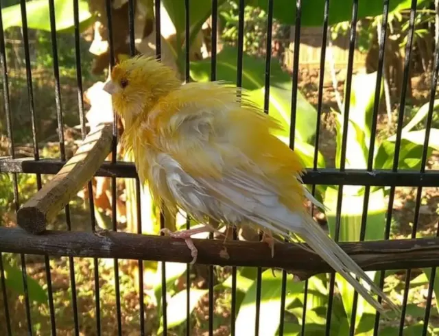Cara Menjemur Burung Kenari dan Pahami Manfaatnya