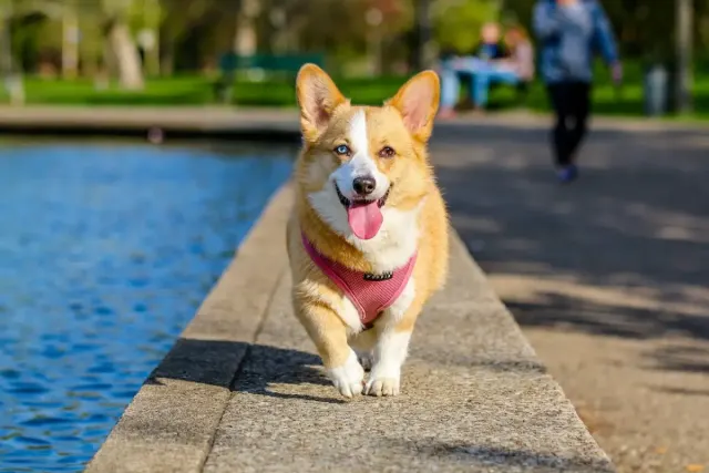 Mengapa Anjing Dianggap Najis? Begini Pendapat 4 Mazhab Beserta Penjelasannya