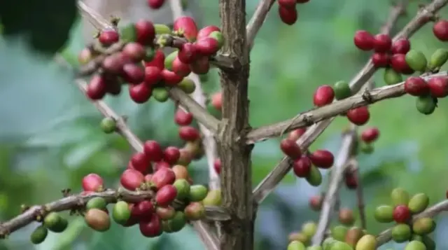 Berapa Lama Biji Kopi Bisa Dipanen? Cek Berikut Siklus Panjang Pemanenannya