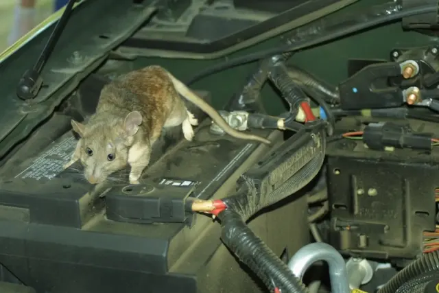Pakai Aroma Hingga Alat Ultrasonik! Ini 5 Cara Paling Gampang Usir Tikus dari Kap Mesin Mobil