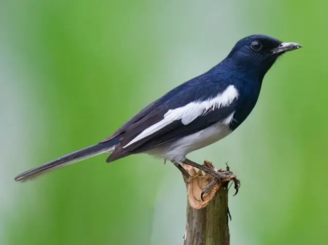 Pahami Ciri Burung Kacer yang Bagus untuk Perlombaan, Dijamin Menang!