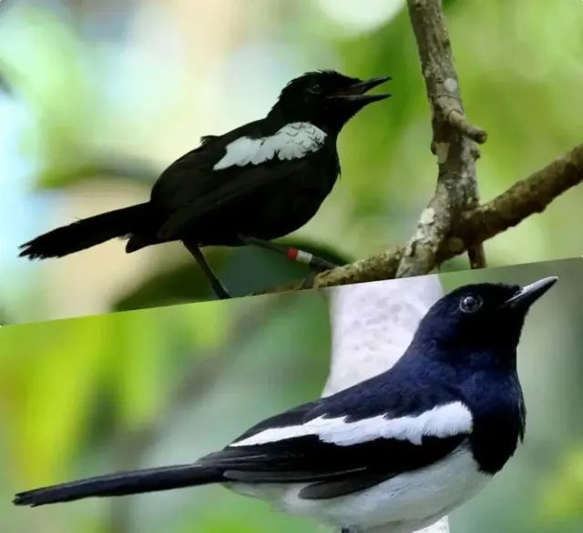 Kelebihan Burung Kacer Poci Dada Putih dan Kacer Wulung Dada Hitam