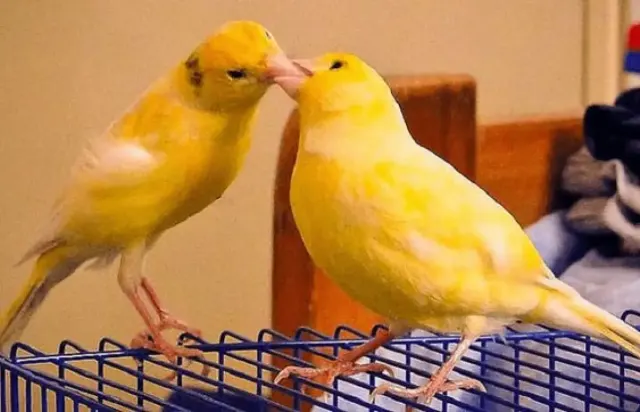 Mau Mengawinkan Burung Kenari? Pahami Terlebih Dahulu Hal Berikut