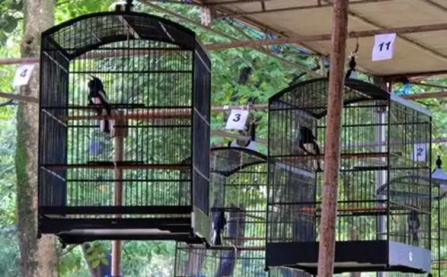 Begini Cara Mengawinkan Burung Kacer, Gak Bisa Sembarangan!