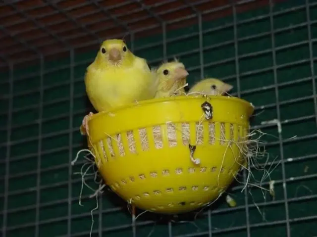 Burung Kenari Siap Berkembang Biak! Pahami Hal Berikut ini
