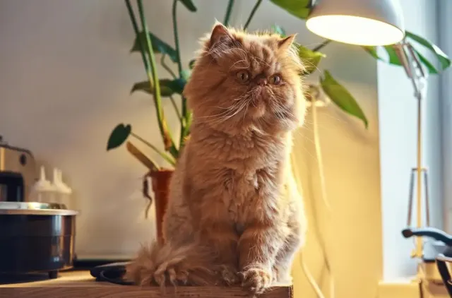5 Tips Memelihara Kucing Persia Bagi Pemula
