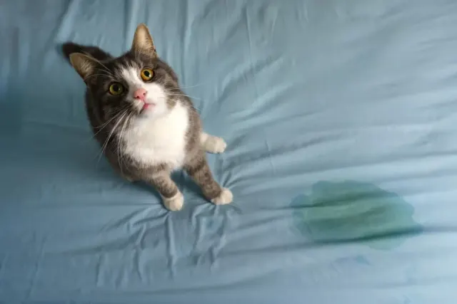 5 Alasan Kucing Kencing Sembarangan, Jangan Marah-marah Dulu!
