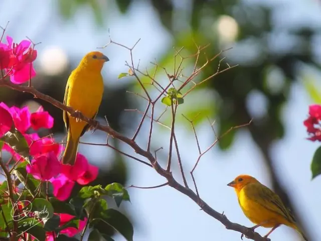 Jenis-jenis Burung Kenari yang Cocok Dijadikan Peliharaan dan Ikut Kontes