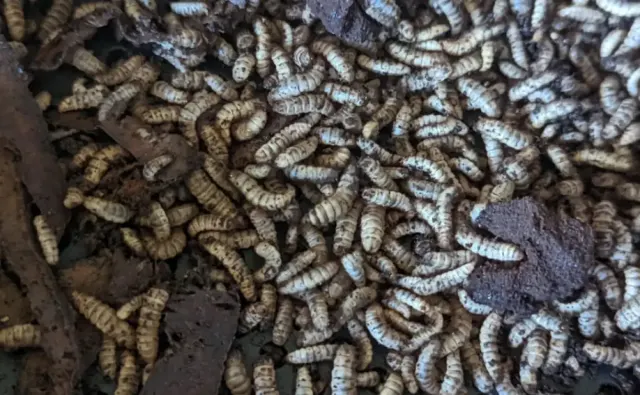 Mengenal Maggot BSF, Solusi Sampah Organik