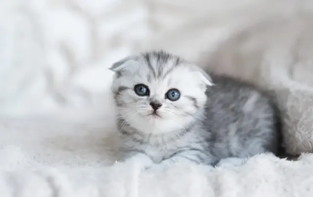 7 Langkah Sebelum Memelihara Kucing, Jangan Asal-asalan!