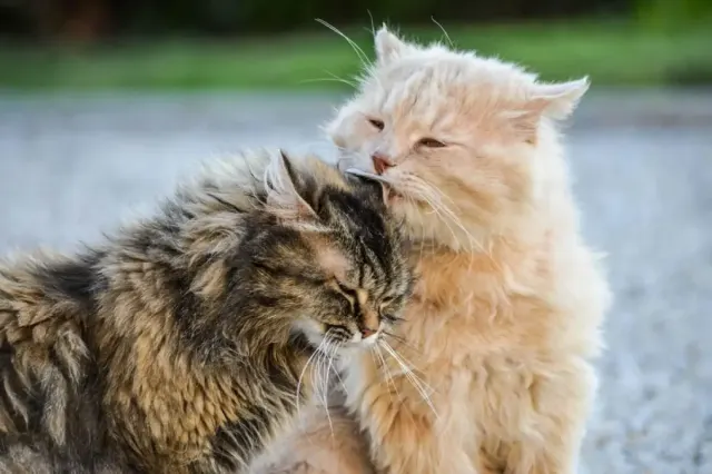 6 Ras Kucing Dikenal Paling Ramah, Ada yang Lucu Banget!