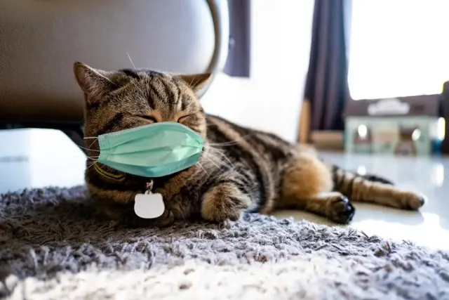 6 Langkah Penanganan Kucing Flu, Kamu Wajib Tahu!