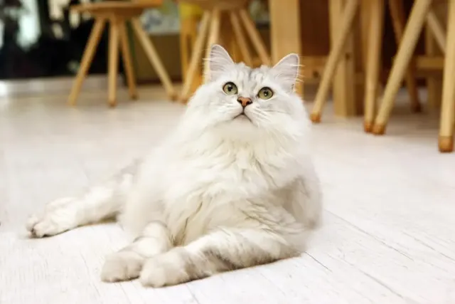 6 Ras Kucing Paling Malas di Dunia, Cocok Buat Introvert
