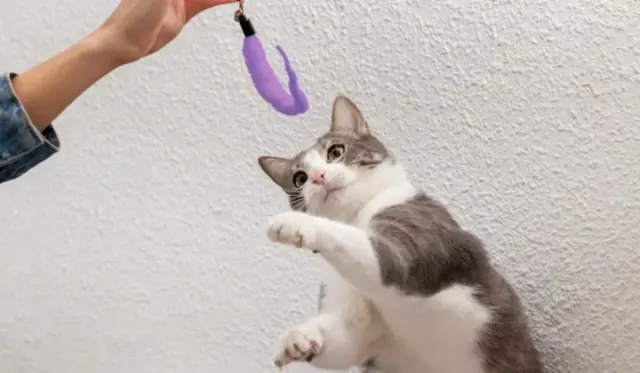 5 Ide Membuat Mainan Untuk Anak Kucing, Lumayan Bikin Hemat Kantong