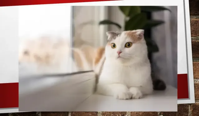 6 Hal yang Harus Kamu Pertimbangkan Sebelum Memelihara Kucing