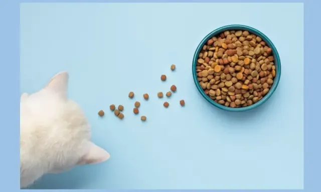 6 Makanan Manusia yang Aman untuk Kucing - Bagian 1