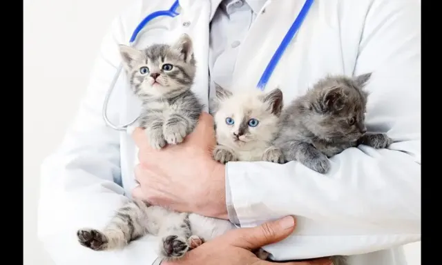 7 Panduan Merawat Anak Kucing untuk Pemula, Biar Tidak Salah Rawat