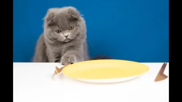 6 Alasan Umum Mengapa Kucing Tidak Nafsu Makan
