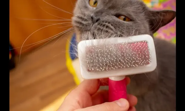 Hairball Pada Kucing, Seperti ini Penjelasan dan Penanganannya