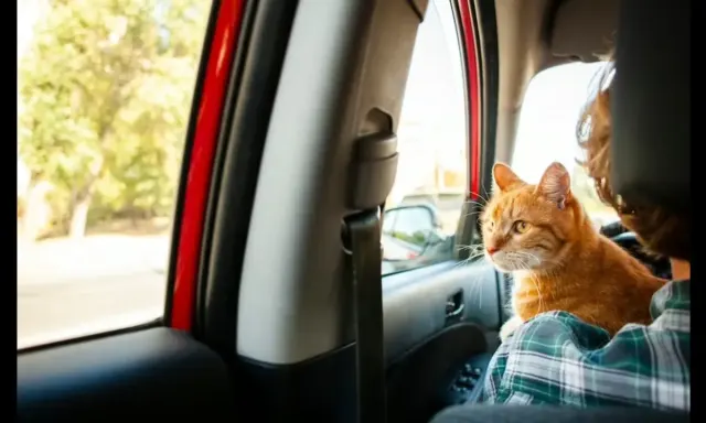 5 Tips Aman Membawa Kucing Dalam Perjalanan Mudik