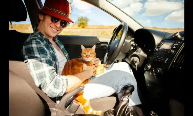 5 Tips Untuk Mengatasi Stres Pada Kucing Selama Perjalanan Mudik
