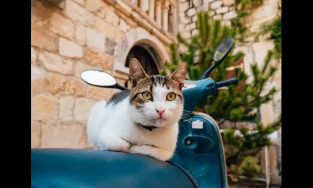 8 Tips Aman Bawa Kucing Saat Mudik dengan Motor