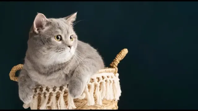 Amankah Menggunakan Obat Penenang Untuk Kucing Selama Perjalanan Mudik ?