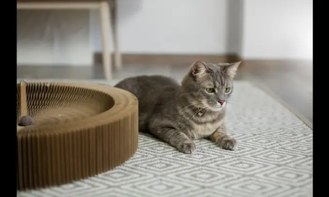 8 Tips Aman Meninggalkan Kucing Saat Mudik, Biar Kamu Nggak Kepikiran