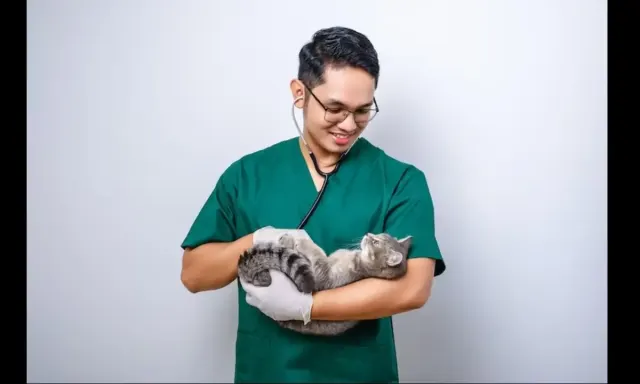 5 Tips Aman Memilih Tempat Penitipan Untuk Kucing Selama Mudik