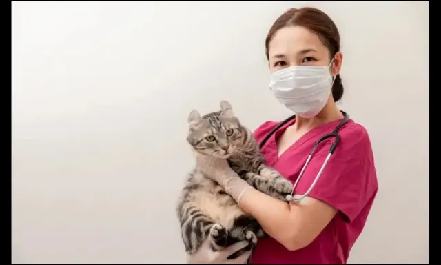 5 Hal yang Harus Dihindari Saat Memilih Tempat Penitipan Kucing