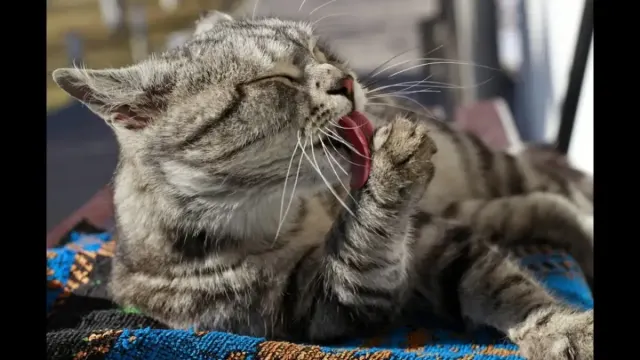 Ternyata Seperti ini Manfaat Kumis pada Kucing dan Cara Merawatnya