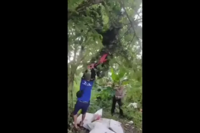Viral Sepeda Motor Tersangkut di Atas Pohon, Begini Kronologinya