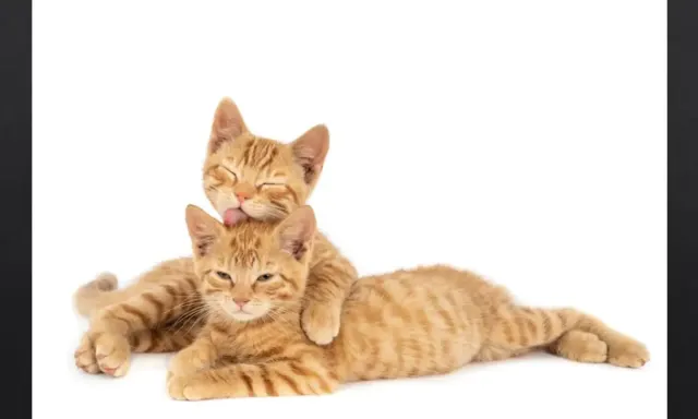 7 Ras Kucing ini Cocok Buat Dijadikan hewan Peliharaan Bagi yang Baru Pertama Kali Pelihara Kucing