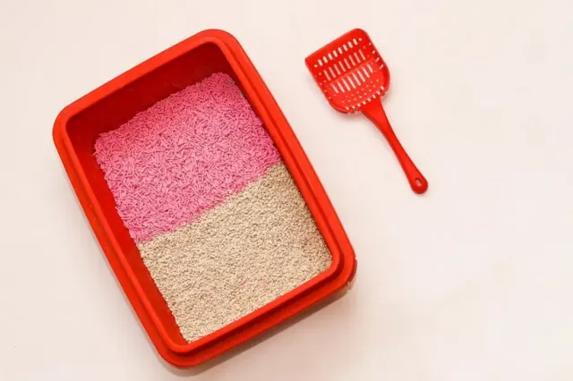 Cara Mudah Membersihkan Litter Box atau Kotak Pasir Kucing, Biar Kamu dan Kucing Kesayangan Terhindar dari Penyakit
