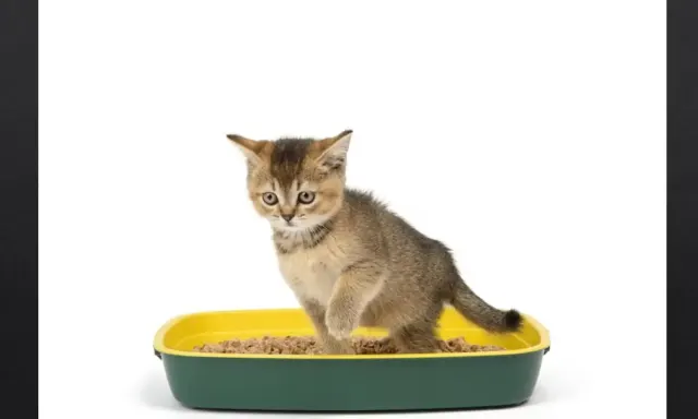 Cara Mengetahui Kucing Pup dengan Normal atau tidak