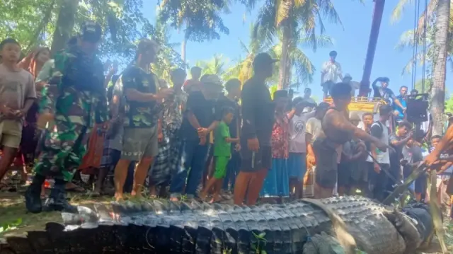 5 Fakta Penangkapan Buaya 4 Meter yang Meresahkan Warga di Sungai Tarung Arung