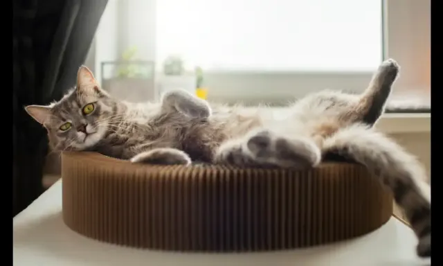 6 Manfaat Memelihara Kucing, Ternyata Bisa Meningkatkan Kesehatan Mental