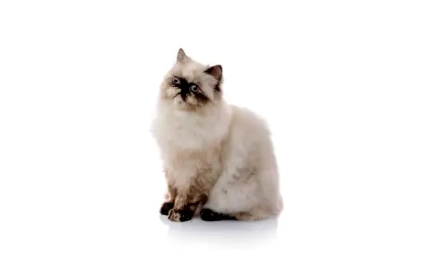 Mengenal Karakter Kucing Himalaya, Cocok Jadi Hewan Peliharaan Bagi Kaum Jomblo