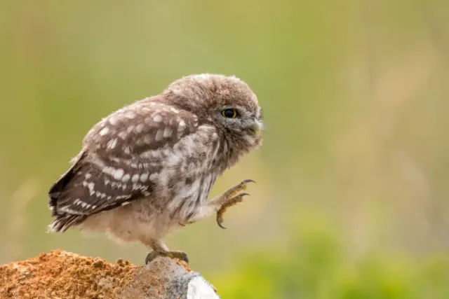 Mengenal Burung Hantu Eurasian Pygmy, Burung Hantu Kecil Berukuran Sejengkal yang Banyak Dipelihara di Indonesia