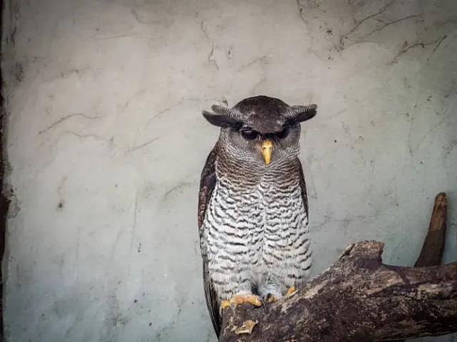 Mengenal Burung Hantu Barred Eagle, Warna dan Coraknya yang Dekil Membuatnya Disebut Si Burung Kotor