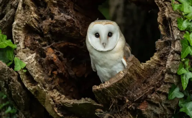 Burung Hantu Spotted Wood Si Wajah Bulat Imut, Bisa Jadi Rekomendasi Hewan Peliharaanmu